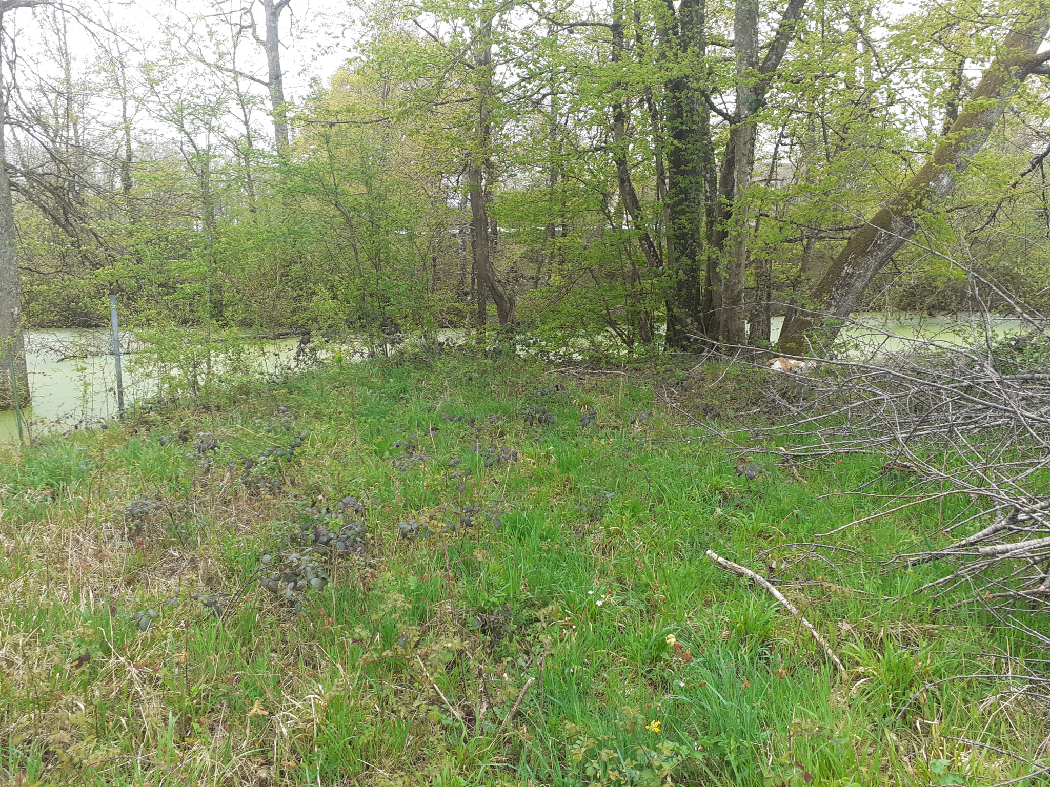 A VENDRE à TOURY LURCY, Terrain constructible